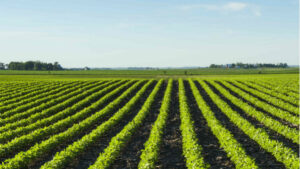 Iowa Sports Betting Brings Legal Wagering to Midwest